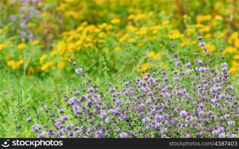 thyme flowers on field in summer time