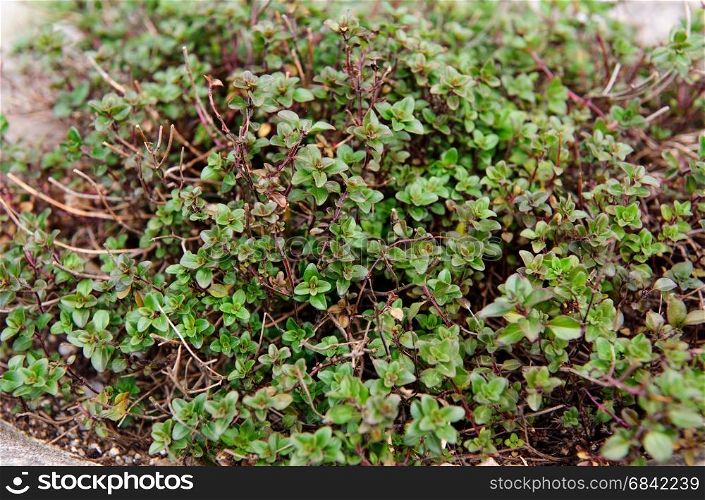Thyme Herb Plant growing in the garden