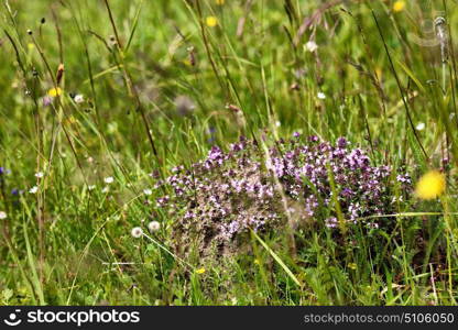 thyme herbs with violet flowers growing in the meadow. Flowers of thyme in nature