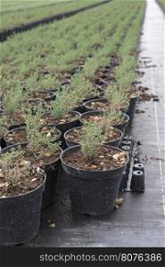 Thyme in pots in spices farm