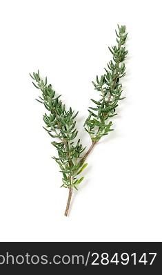 Thyme isolated on a white bg