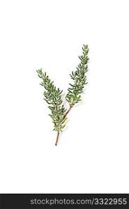Thyme isolated on a white bg