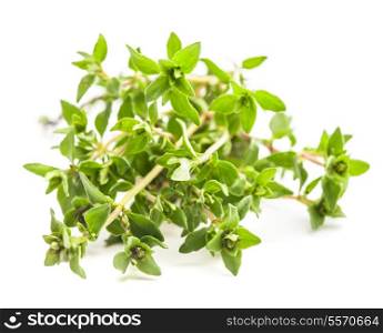 Thyme isolated on the white background close up