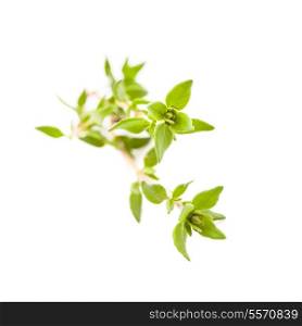 Thyme isolated on the white background close up