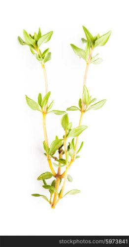 Thyme isolated on the white background close up. The thyme isolated