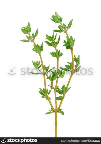 thyme on white isolated background