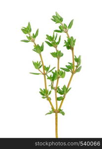 thyme on white isolated background