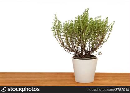 Thyme on wooden table with white background