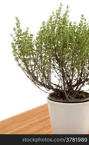 Thyme plant on wooden table