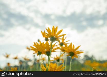 Thymophyllia,yellow flowers, natural summer background, blurred image, selective focus