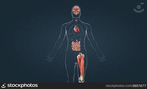 Thyroxine plays a crucial role in heart and digestive function, metabolism, brain development, bone health and muscle control. 3D illustration. Thyroxine is the main hormone secreted into the bloodstream by the thyroid gland.