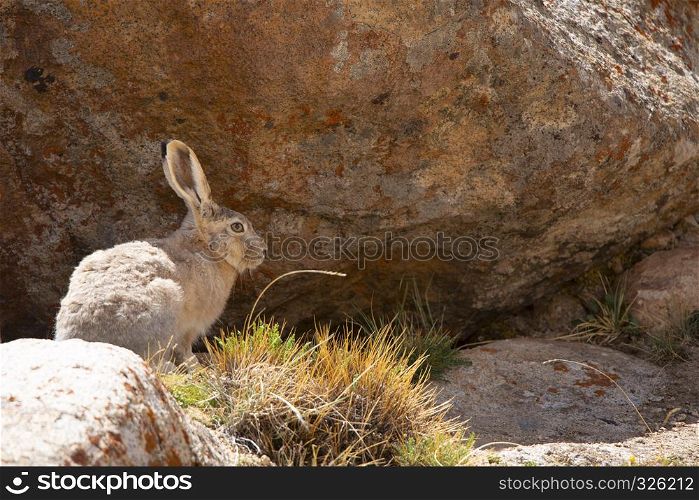 Tibetan Hare, woolly hare , Lepus oiostolus, Jammu and Kashmir of India. Tibetan Hare, woolly hare , Lepus oiostolus, Jammu and Kashmir, India.