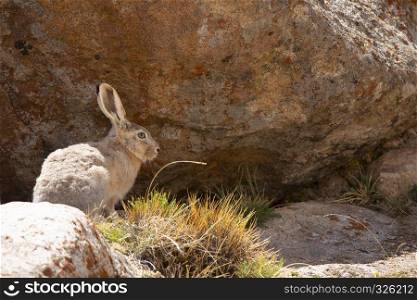 Tibetan Hare, woolly hare , Lepus oiostolus, Jammu and Kashmir of India. Tibetan Hare, woolly hare , Lepus oiostolus, Jammu and Kashmir, India.