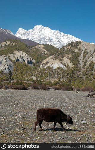 Tibetan landscape with yaks and snow-covered mountains.