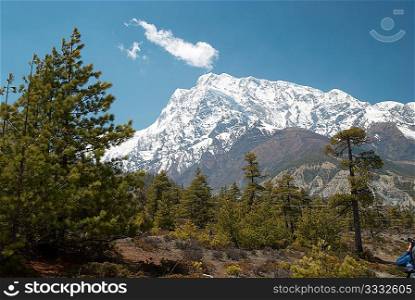 Tibetan road with firs in Himalayan mountain and blue sky.