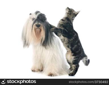 tibetan terrier and cat in front of white background