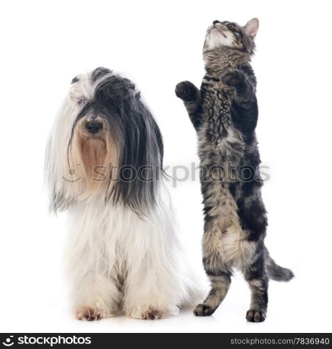 tibetan terrier and cat in front of white background