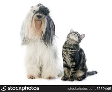 tibetan terrier and kitten in front of white background