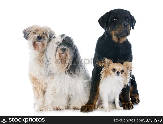 tibetan terrier, chihuahua and rottweiler in front of white background