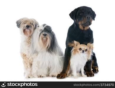 tibetan terrier, chihuahua and rottweiler in front of white background