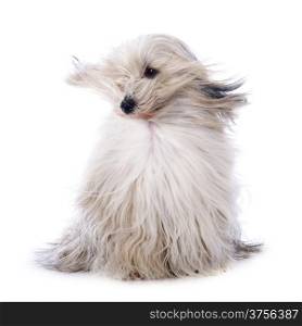 Tibetan terrier in front of white background