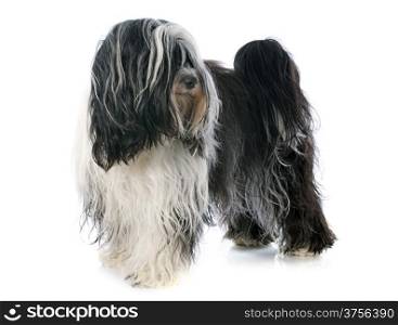 Tibetan terrier in front of white background