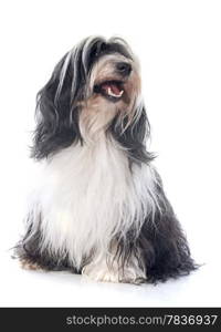 Tibetan terrier in front of white background