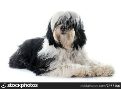 tibetan terrier in front of white background