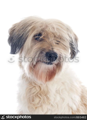 tibetan terrier in front of white background