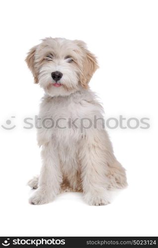 Tibetan Terrier. Tibetan Terrier in front of a white background