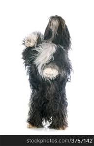 Tibetan terrier upright in front of white background