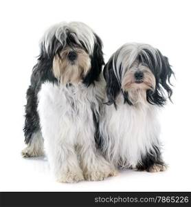 tibetan terriers in front of white background