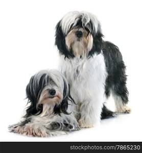 tibetan terriers in front of white background