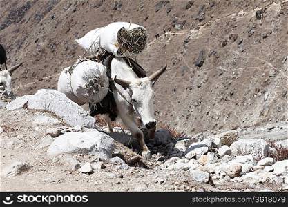 Tibetan yak with cargo in the mountains