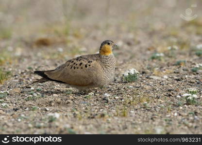 Tibetian Sandgrouse, Syrrhaptes tibetanus, Tso Kar, Leh Ladakh, Jammu and Kashmir, India.