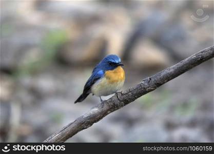 Tickell&rsquo;s blue flycatcher (Cyornis tickelliae) is a small passerine bird in the flycatcher family, India