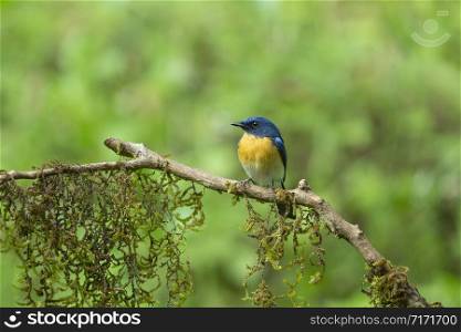 Tickell&rsquo;s blue flycatcher, Cyornis tickelliae, Karnataka, India
