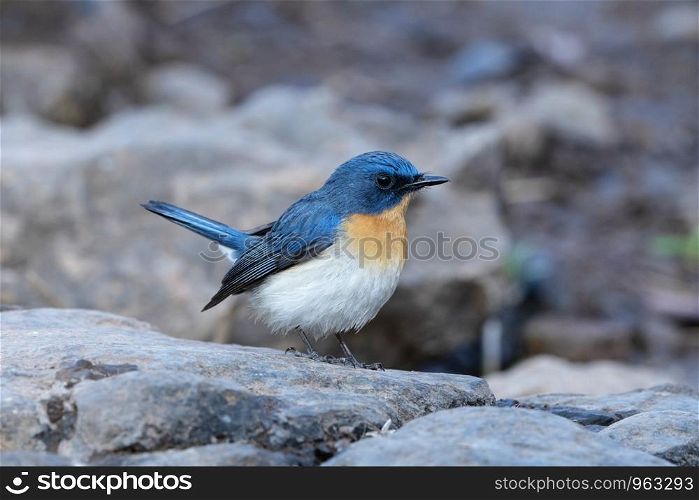 Tickell's blue flycatcher, Cyornis tickelliae ,Sinhagad Valley, Pune, Maharashtra, India