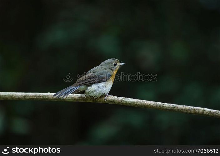 Tickell&rsquo;s blue-flycatcher perching on a branch in forest