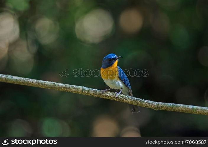 Tickell&rsquo;s blue-flycatcher perching on a branch in forest