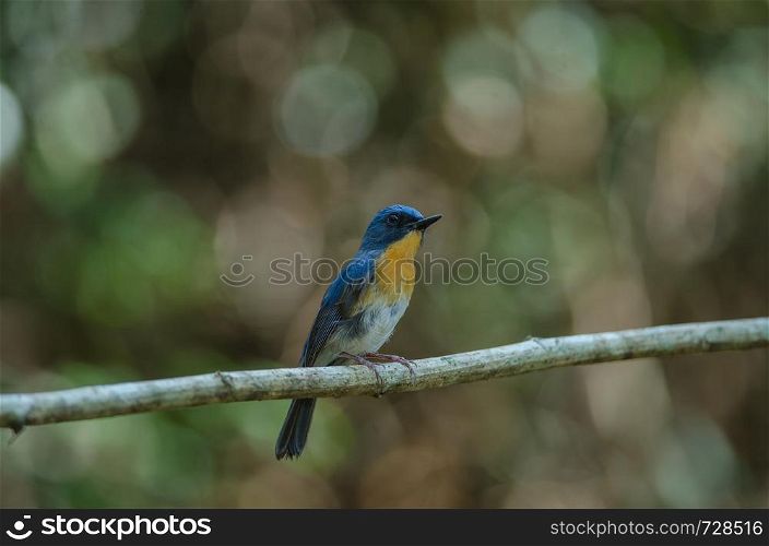Tickell's blue-flycatcher perching on a branch in forest