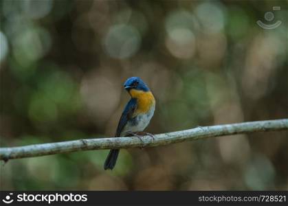 Tickell's blue-flycatcher perching on a branch in forest