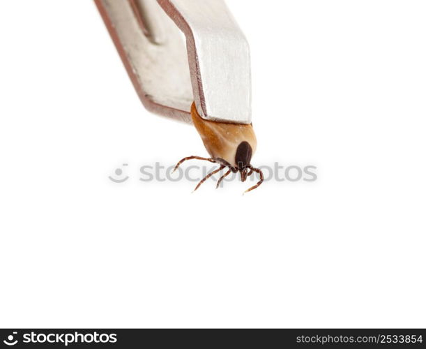 Ticks, isolated on a white background