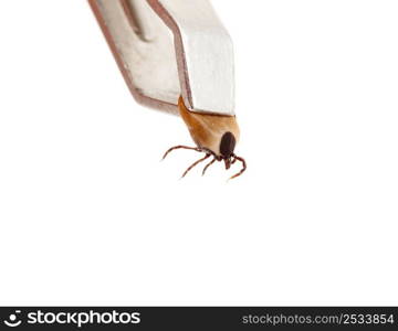 Ticks, isolated on a white background