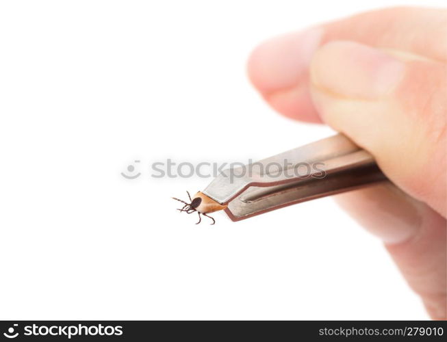 Ticks, isolated on a white background