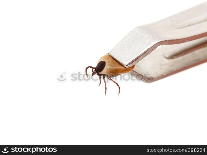 Ticks, isolated on a white background