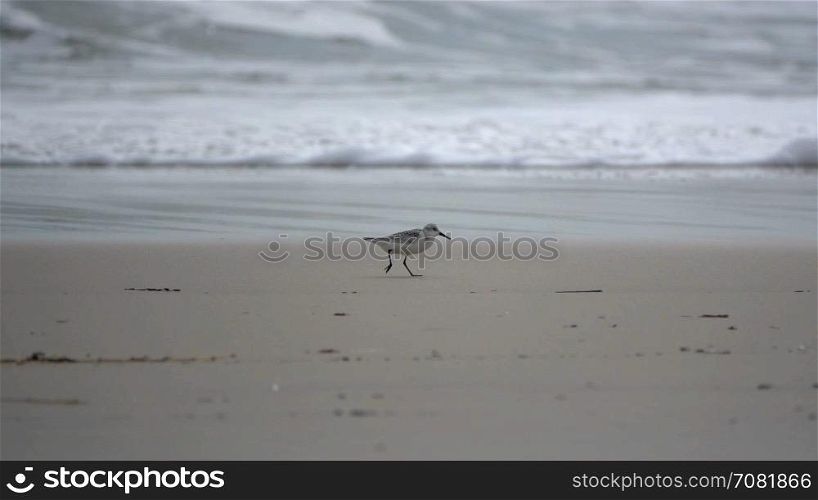 Tidal bird speeds along sand