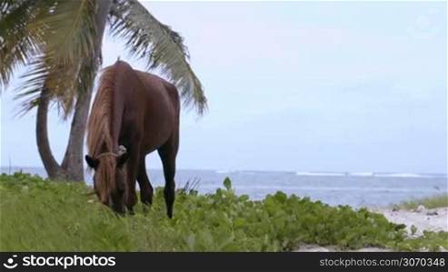 Tied brown horse eating grass on the shore in tropics on a windy day