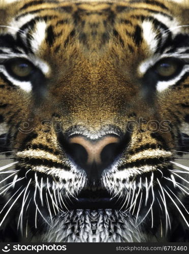 Tiger&acute;s face