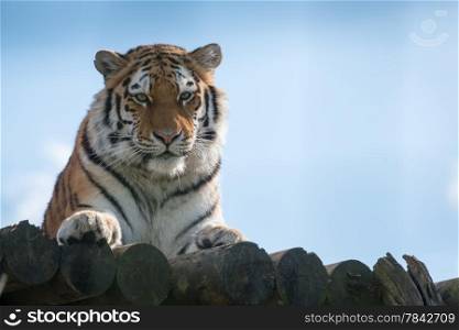 Tiger, alert, against blue sky